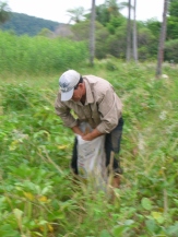 Harvesting abonos verdes (green manures) with Don Serafin, a member of a great agriculture committee I work with.