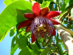 Passion fruit flower! I grew it from seed and gave it to a family, and now look!
