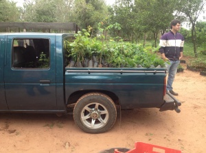 Miracles... 1100 trees in this truck!  Reforestation Apyragua, here we come!
